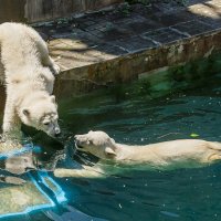 Белый :: SanSan 