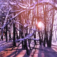 В солнечный денёк :: Людмила Смородинская