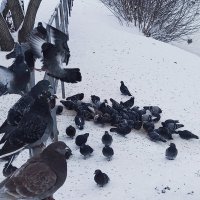 Голуби у реки, на автостанции :: Игорь Солдаткин Голуби у реки, на автостанции :: Игорь Солдаткин