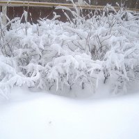 Замело :: Елена Семигина