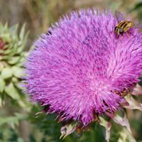 На цветке. :: сергей ермошкин