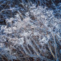 Природы дивное творенье... :: Ravile 