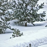 Снежный январь :: Светлана 