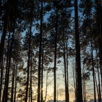 *** :: Игорь Чичиль *** :: Игорь Чичиль