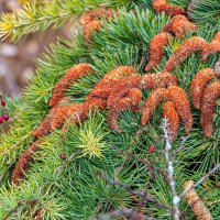 Этюд с кедровыми шишками :: Юрий Яловенко