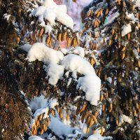 Ветки ели в снегу :: Александр Синдерёв