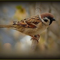 Воробышек :: Валентина Надсон