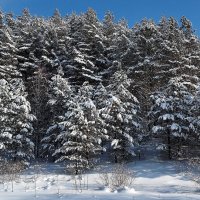 Прекрасный день!!! :: Радмир Арсеньев