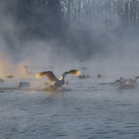 На закате...Лебединое озеро :: владимир 