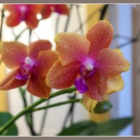 Моя коллекция орхидей :: Irene Irene
