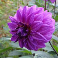 Георгин :: Наталья *** Георгин :: Наталья ***