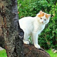 Белоснежная красотка с рыжими ушами. :: Наталья ***