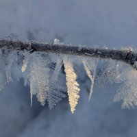 Зимние листочки растут по-другому... :: liudmila drake Зимние листочки растут по-другому... :: liudmila drake