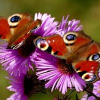 опять про бабочек...363 :: Александр Прокудин