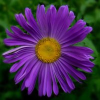 Астра :: Елена Сухорученкова