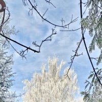 Зима в Калининграде :: Михаил Свиденцов