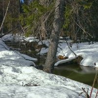 Тайга зимой :: Aleksey Afonin Тайга зимой :: Aleksey Afonin