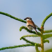 Жулан :: Владимир Лазарев