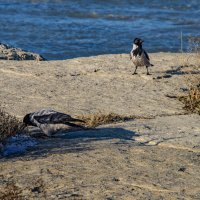 Берег :: Анатолий Чикчирный