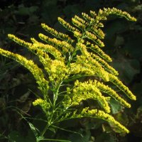 Золотарник обыкновенный :: Дмитрий Никитин