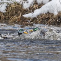 драка селезней. :: юрий макаров