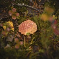 Осень :: Андрей C Осень :: Андрей C