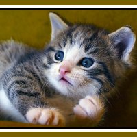 Шалунишка :: Владимир Кроливец