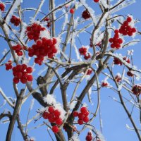 зимы прекрасные моменты :: Елена Шаламова зимы прекрасные моменты :: Елена Шаламова