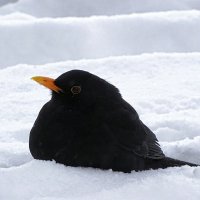 Окопался :: Милешкин Владимир Алексеевич 