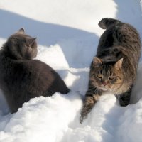 Васька, зови дворника с лопатой, совсем ходить невозможно! :-) :: Андрей Заломленков