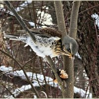В парке Макса Ашманна. :: Валерия Комова