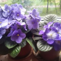 Фиалки весной :: Елена Семигина