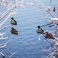 *** :: Александр. AVG100 ---