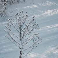 как деревце :: Лера как деревце :: Лера