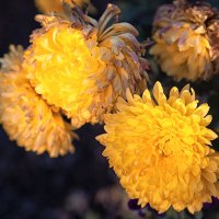 Опалённые осенним дыханием. :: Лилия * Опалённые осенним дыханием. :: Лилия *