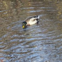 На пруду :: Freddy 97