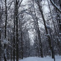 Снежная зима :: Freddy 97