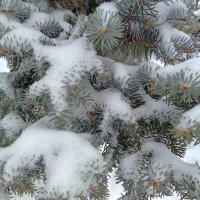 Снежно-нежно :: Лариса С.