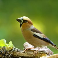 Мечтатель :: Вячеслав Минаев Мечтатель :: Вячеслав Минаев