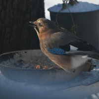 Сойка :: Татьяна Евдокимова Сойка :: Татьяна Евдокимова