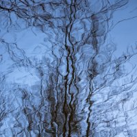 Отражение дерева в воде :: Илья Шенгелия