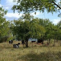 Летний полдень... :: Надежда Куркина 