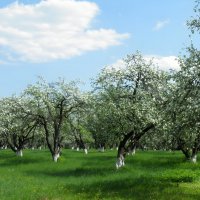 Цветущий сад :: Елена Сухорученкова