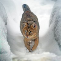 29 января камышовый :: Михаил Бибичков