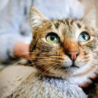 Серенькая :: Михаил Столяров