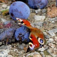 опять про бабочек...367 :: Александр Прокудин