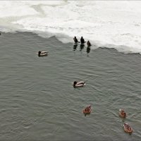 Трижды три! :: Надежда 