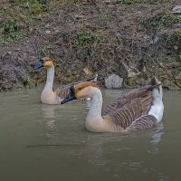 Китайский гусь-сухонос :: Aleksey Afonin Китайский гусь-сухонос :: Aleksey Afonin