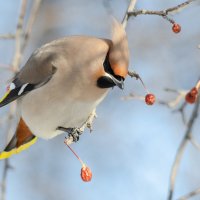 Свиристель :: Виктор Иванович Чернюк