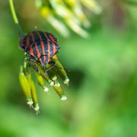 Полосатый  клоп :: Владимир Лазарев